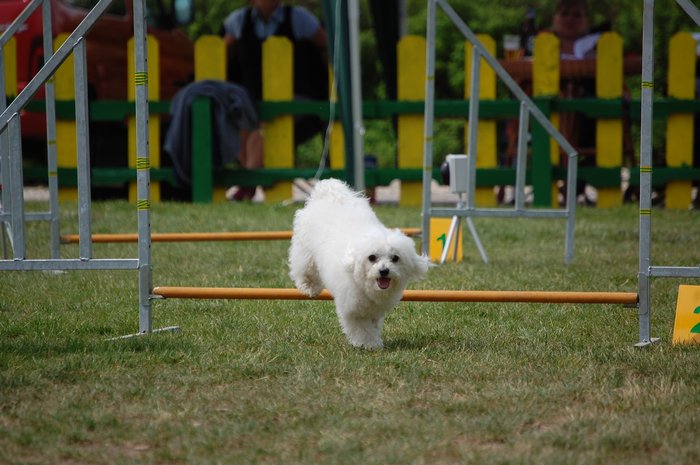 1. běh Jumping